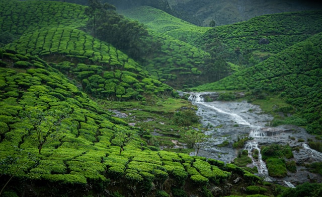 Lush tea plantations and misty mountains in Munnar